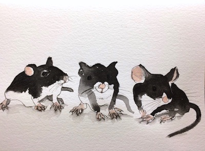 three black mice
three black mice